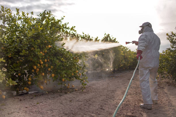 Best Termite Control Services  in New Bern, NC
