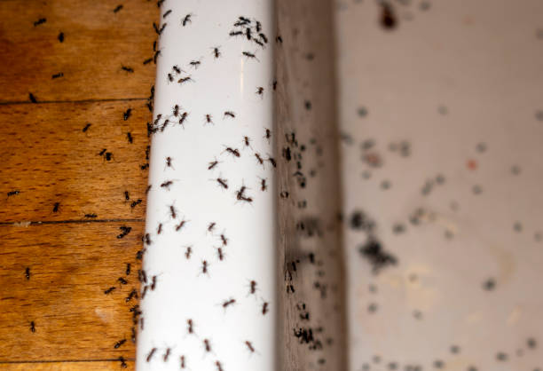 Professional Pest Control in New Bern, NC